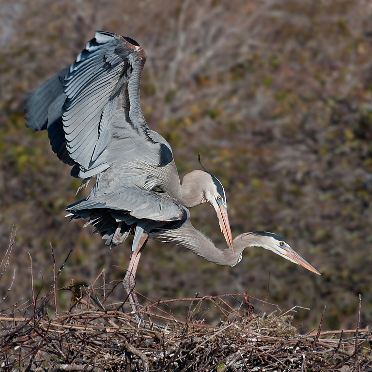 Great Blue Herons Mating   P O'Malley